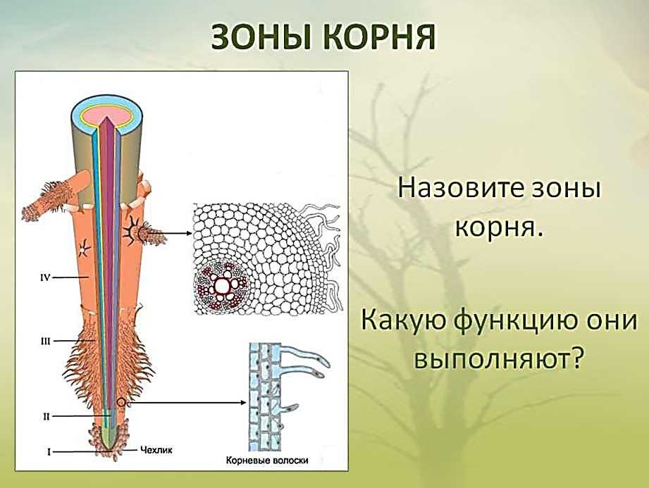 Типы корневой системы растений: примеры