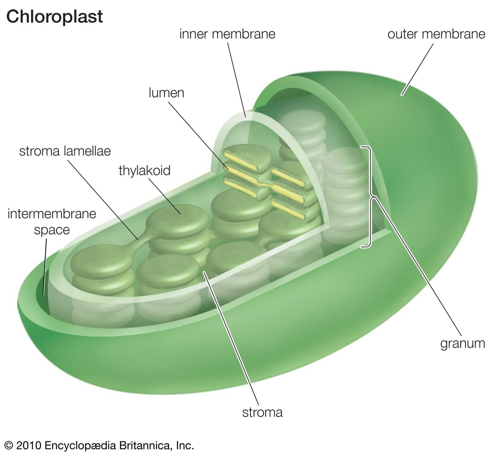 Пластиды в клетке | строение, функции и виды клеточных органоидов