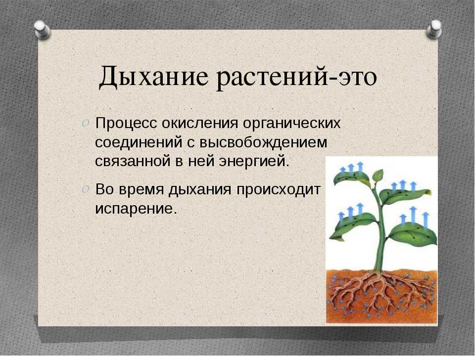 В чем заключается значение процесса роста человека. Дыхание растений. Процесс дыхания растений. Дыхание растений 6 класс биология. Дыхательных процессах в растениях.