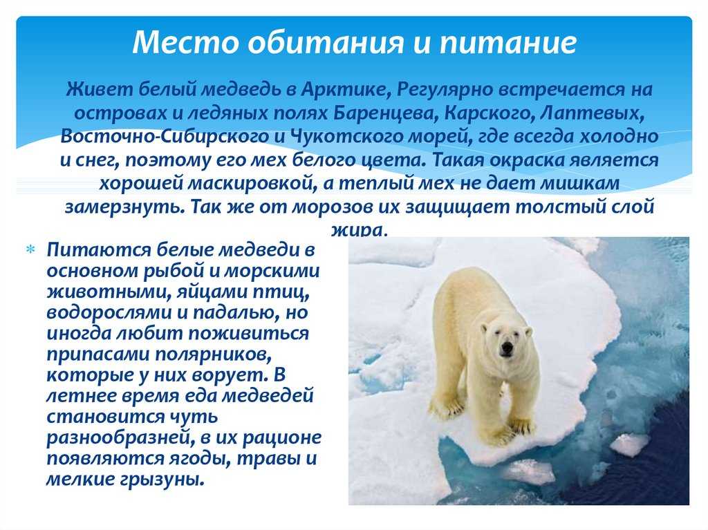ОТВЕТ: Белые медведи не живут на Южном полюсе или вблизи него В действительности, они обитают около