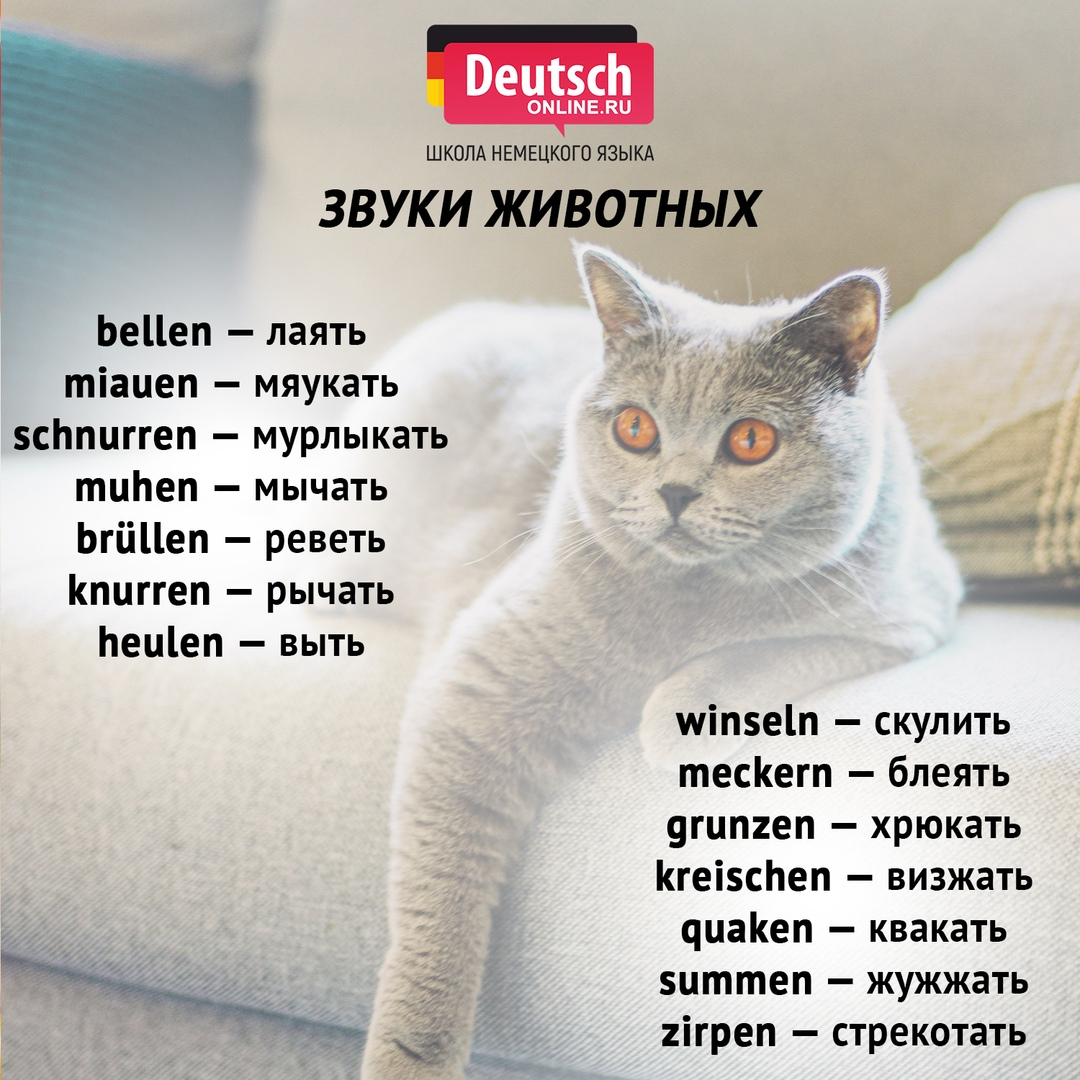 Клички для кошек девочек по алфавиту - список 2000 вариантов