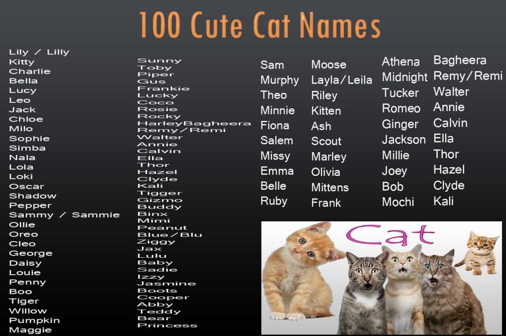 500+ смешных и прикольных кличек для котов и кошек