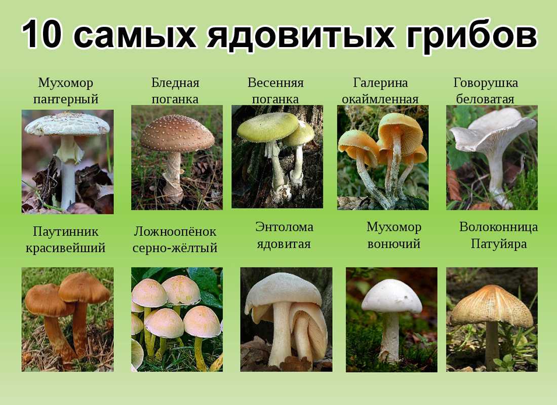 Виды грибов — фото, названия, описание, съедобные, условно съедобные и ядовитые. советы по определению вида (120 фото)