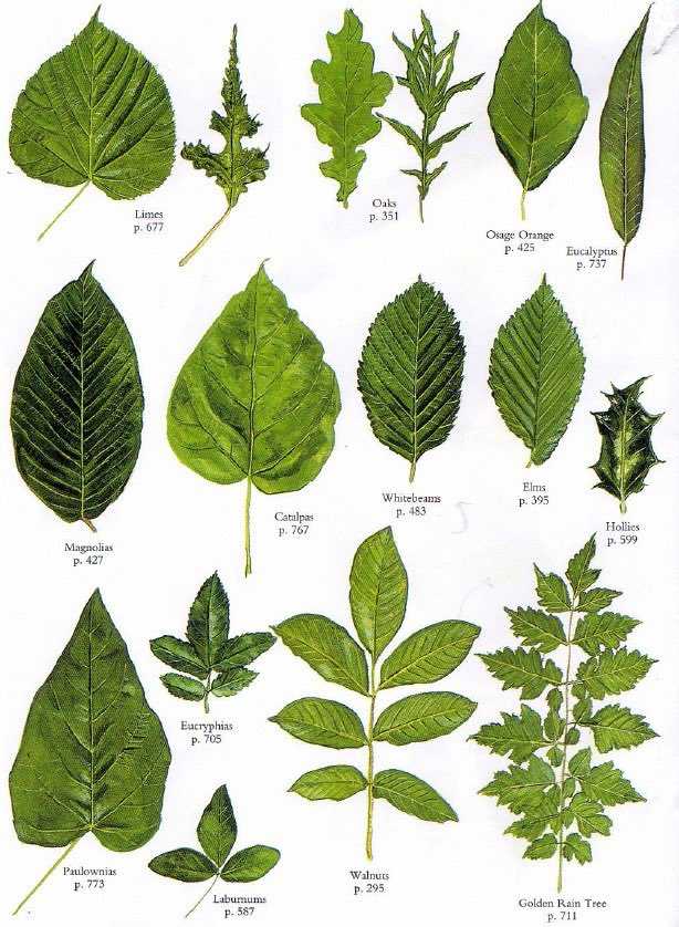 Особенности строения листа растений и основные функции устьиц листьев