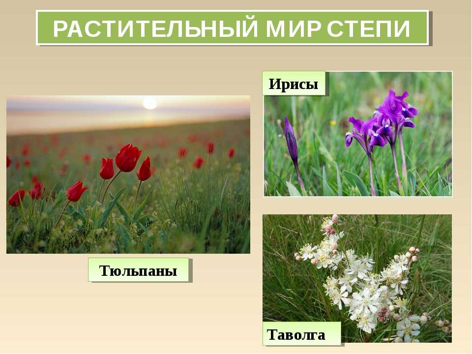 Растения степи 5 класс биология. Растительность степи. Степные растения. Растения и животные степи. Растения зоны степей.