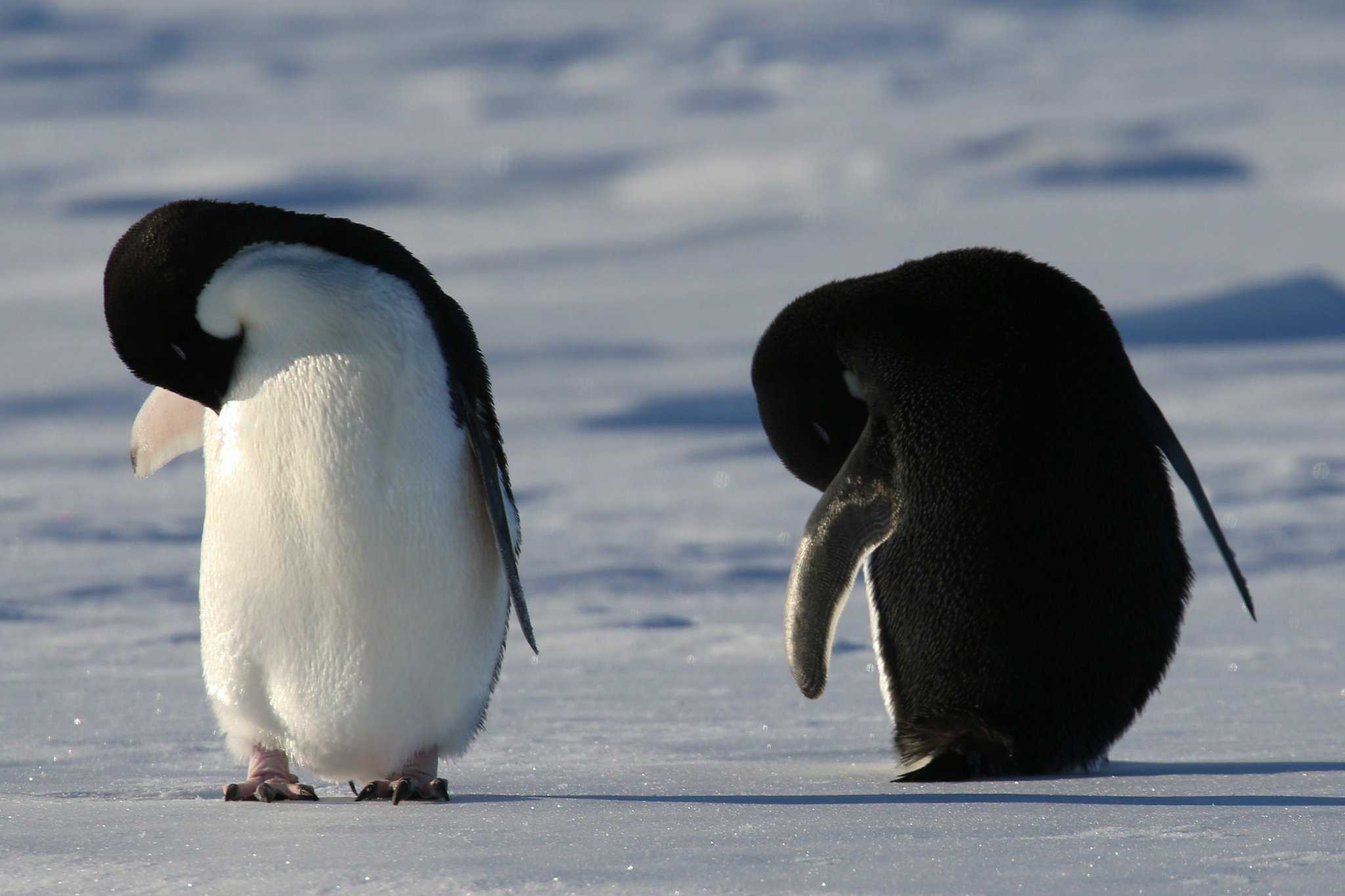 Животные антарктиды. описание и особенности животных антарктиды