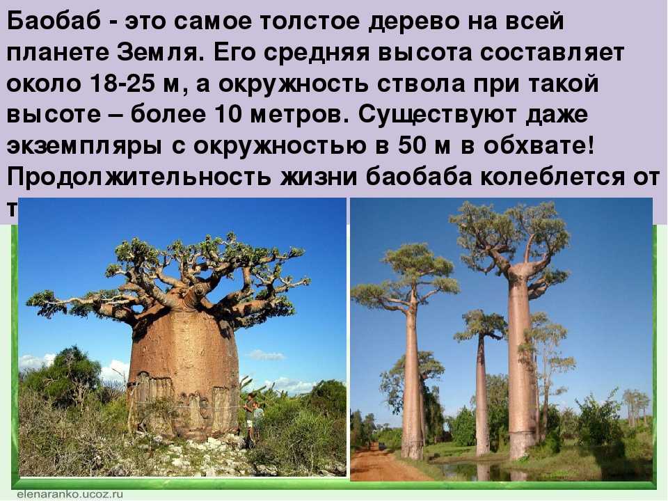 Баобаб – это поистине удивительное дерево Он считается не только самым толстым деревом в мире, но и самым долгоживущим