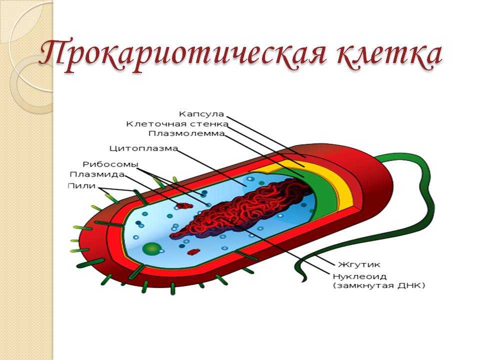 Прокариоты и эукариоты сходства и различия в строении клеток