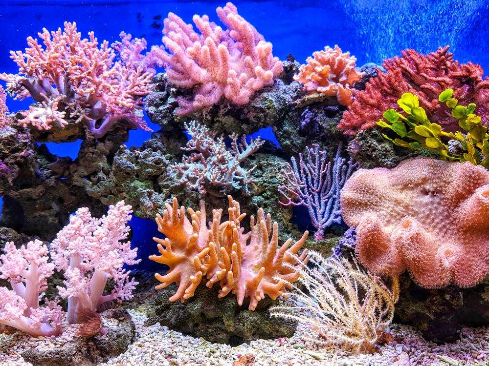 Коралловые полипы: морские представители, симбиоз рака отшельника и актинии, тип отношений (уровень), размножение