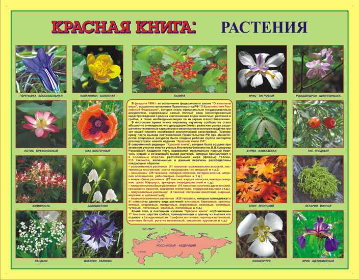 Растения и грибы, занесенные в красную книгу пермского края: названия, описание и фото