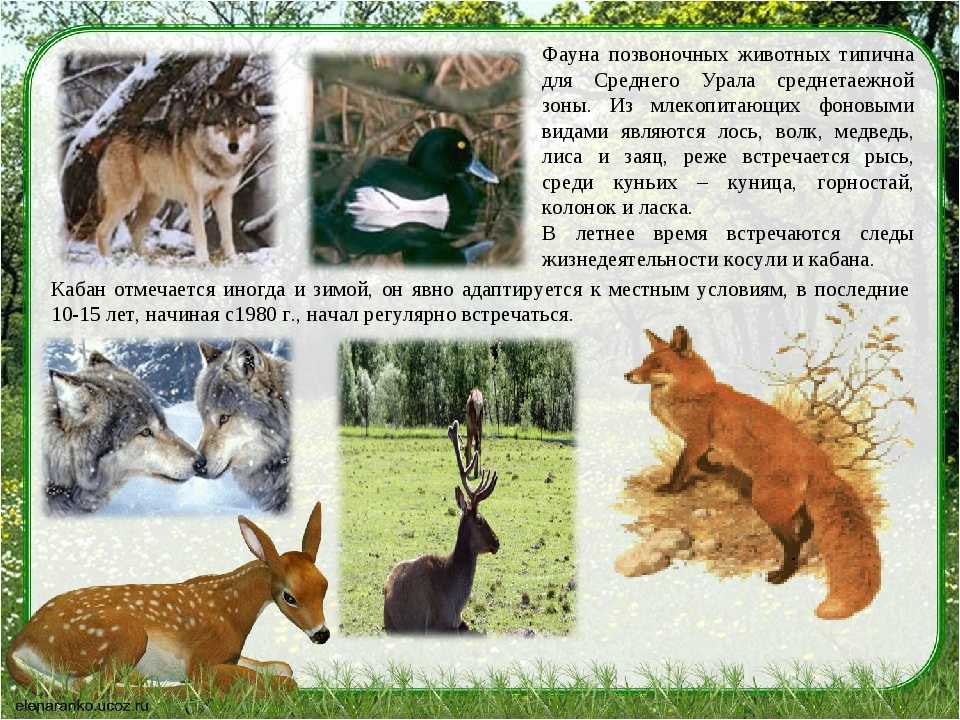 Красная книга кавказа: растения и животные, нуждающиеся в охране государства