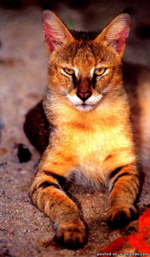 Камышовый кот: 100 фото, цена, описание породы, видео, образ жизни и среда обитания, отзывы, история породы + интересные факты