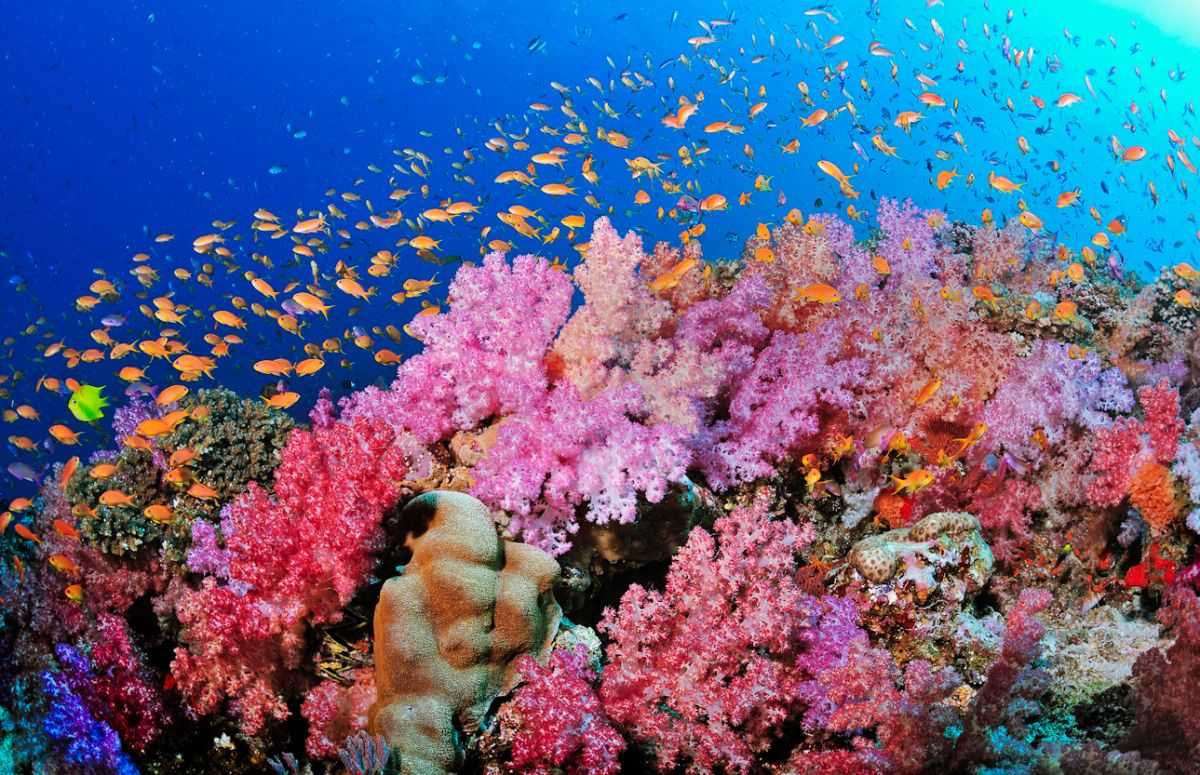 Коралловые рифы: характеристика, формирование, типы, флора, фауна. - наука - 2022