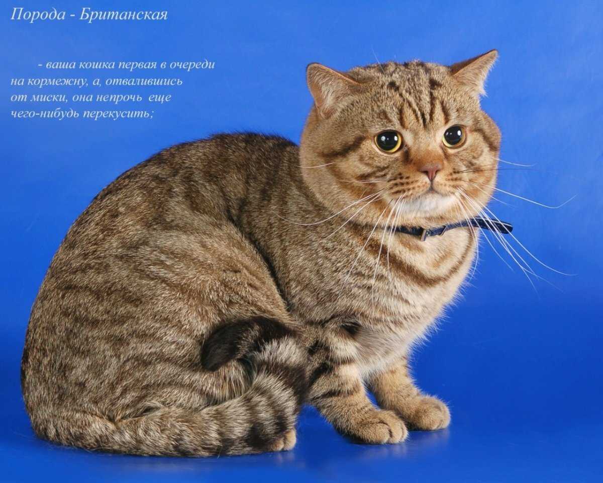 Красивые фото кошек: породы с названиями