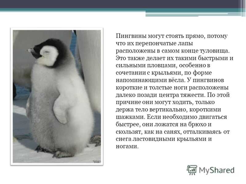 ​50 интересных фактов о пингвинах для любознательных
