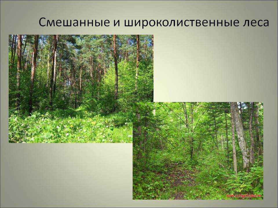 Смешанный лес факторы. Широколиственные леса природная зона. Широколиственный лес природная зона. Смешанные леса и широколиственные леса. Смешанные леса и широколиственные леса России.