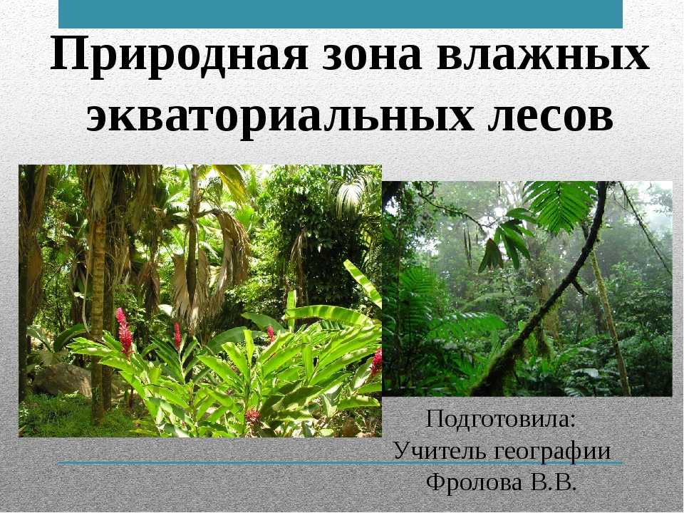 Растения и животные природной зоны экваториальные леса