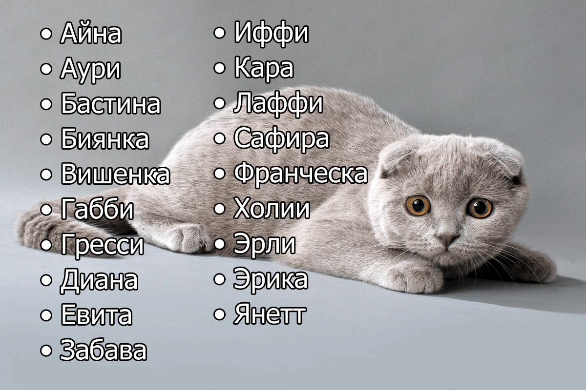 Имена для кошек: 500+ вариантов как назвать кошку красиво