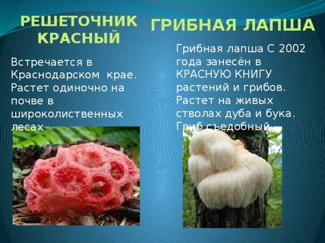 Ядовитые грибы — доклад: названия и описания, виды, опасность отравления и меры предосторожности