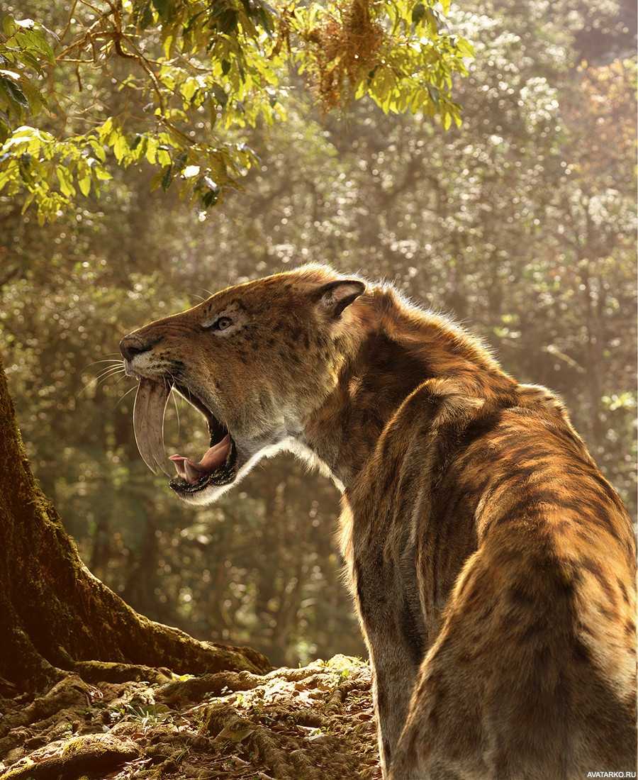 Саблезубый тигр. описание, особенности и среда обитания саблезубых тигров