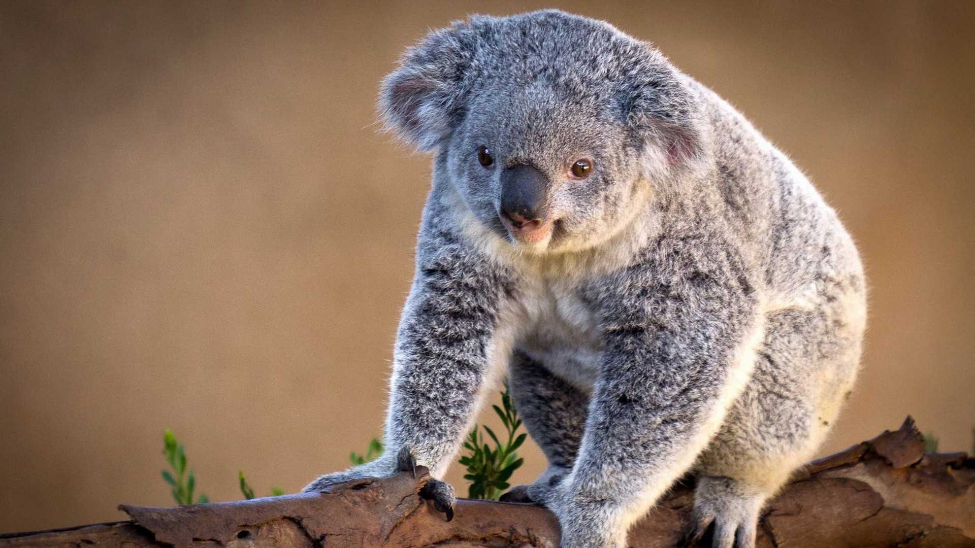 Какие животные обитают в австралии - список, описание и фото