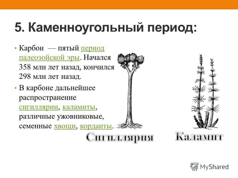 Жизнь в палеозойскую эру 9 класс презентация биология