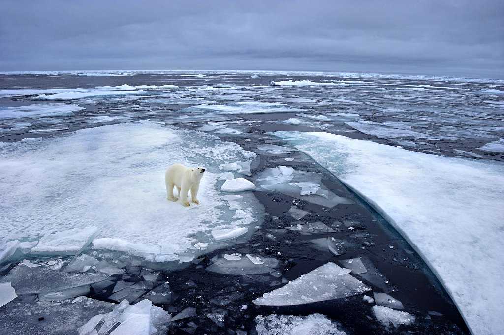 Таяние ледников в Арктике. • Арктика — таяние арктических льдов,. Таяние ледников белые медведи. Глобальное потепление в Арктике. Как меняется природа арктических морей