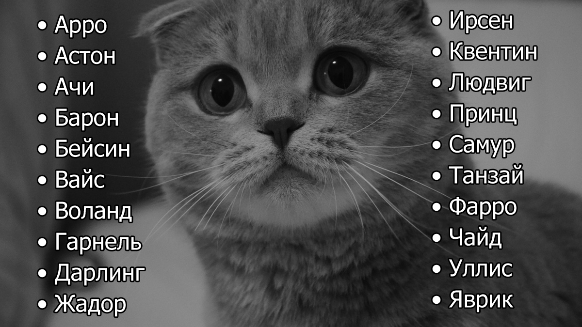 Клички для котов мальчиков: выбираем популярные и интересные варианты имен