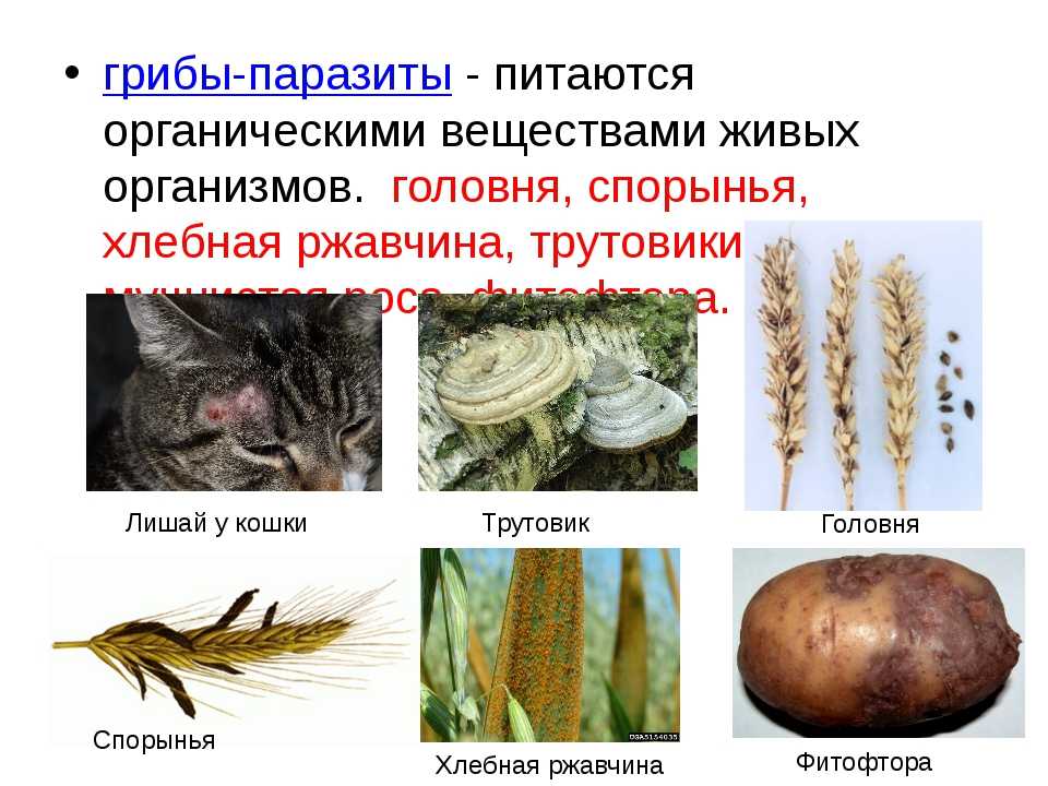 Грибы-паразиты: виды и чем они могу быть опасны | все о паразитах
