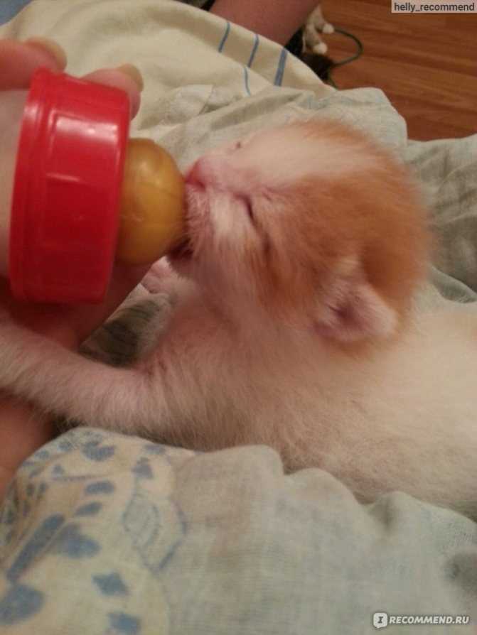Как прокормить котенка возрастом 1 месяц, который остался без мамы-кошки