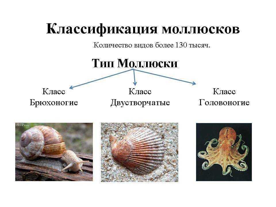 Двустворчатые моллюски - строение, интересные факты