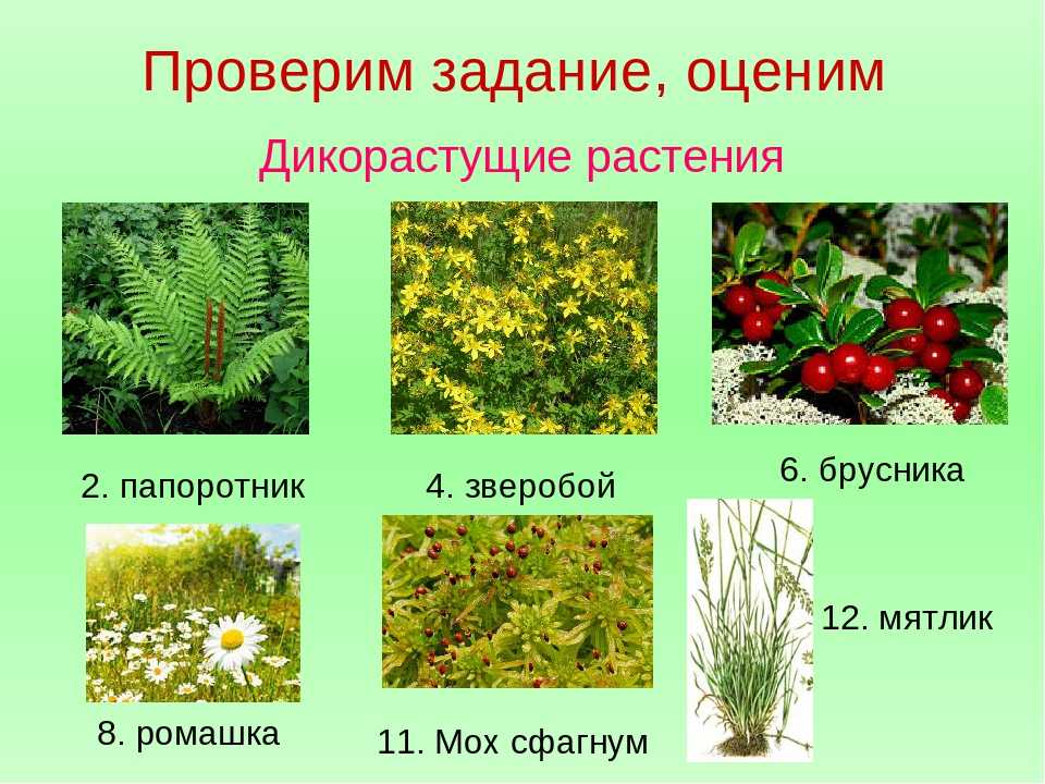 Дикорастущие и культурные растения: виды декоративной и лекарственной флоры с названиями и примерами
