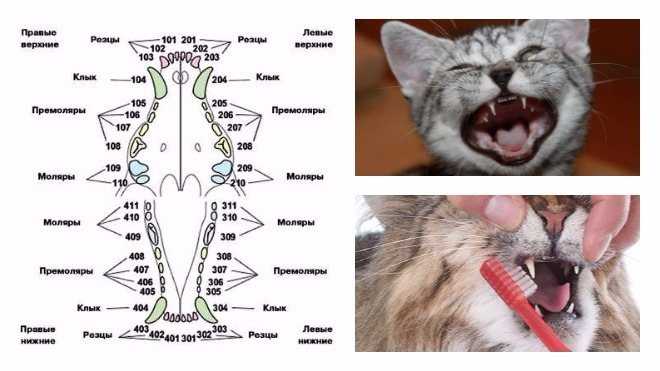 Выпадают зубы у кошки - симптомы, лечение, препараты, причины появления | наши лучшие друзья