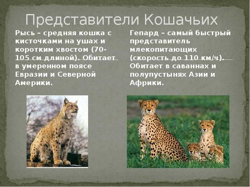 Разновидности представителей семейства кошачьих: список хищников с фото и названиями