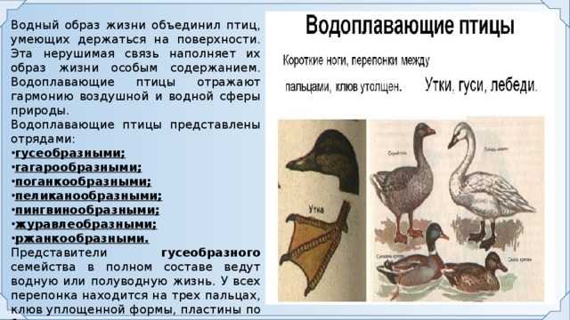 Водоплавающие птицы. описание, названия и особенности водоплавающих птиц | живность.ру