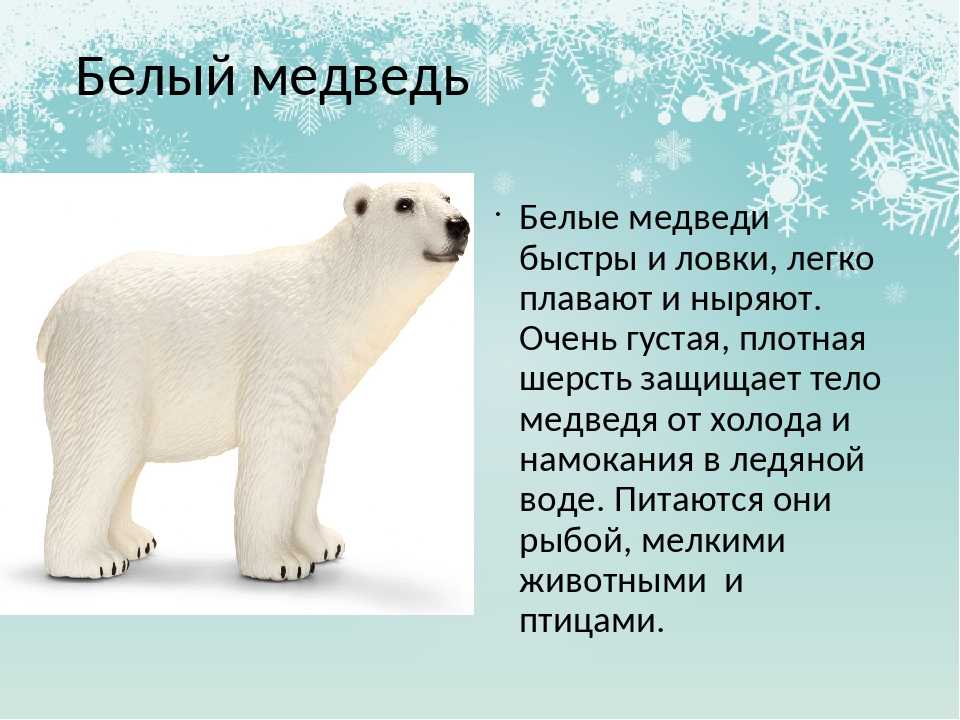 Виды медведей. описание, названия и особенности медведей | животный мир