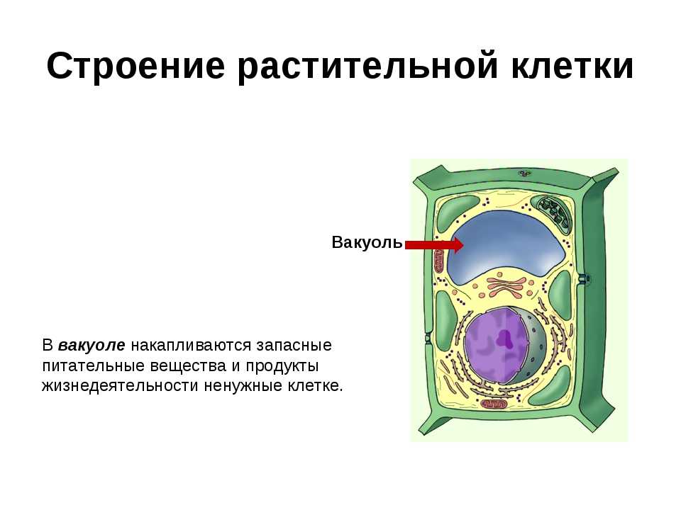 Какое значение вакуоля. Вакуоль растительной клетки строение. Вакуоль растительной клетки строение и функции. Центральная вакуоль растительной клетки строение. Растительные клетки строение растительной клетки вакуоль.