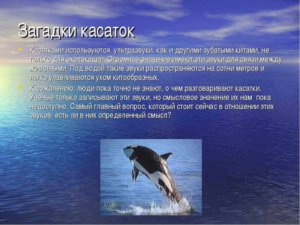 Касатка кит. описание, особенности, виды, образ жизни и среда обитания касатки | живность.ру