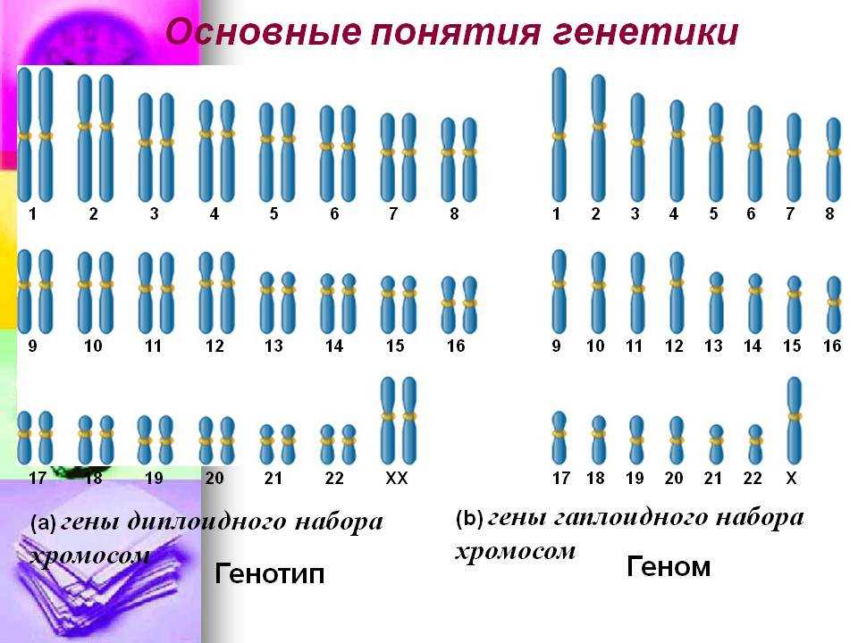 Диплоидный набор хромосом человека сколько