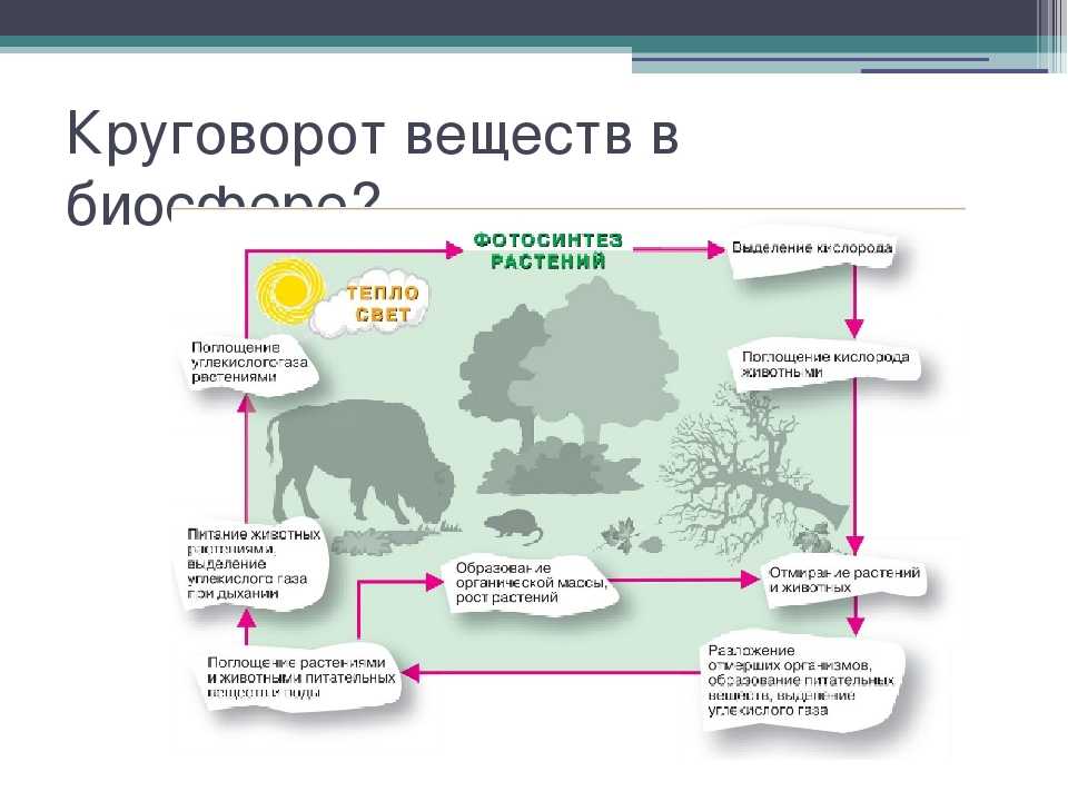 Закономерности существования биосферы - биосфера и человечество - биология. биологические системы и процессы. 11 класс