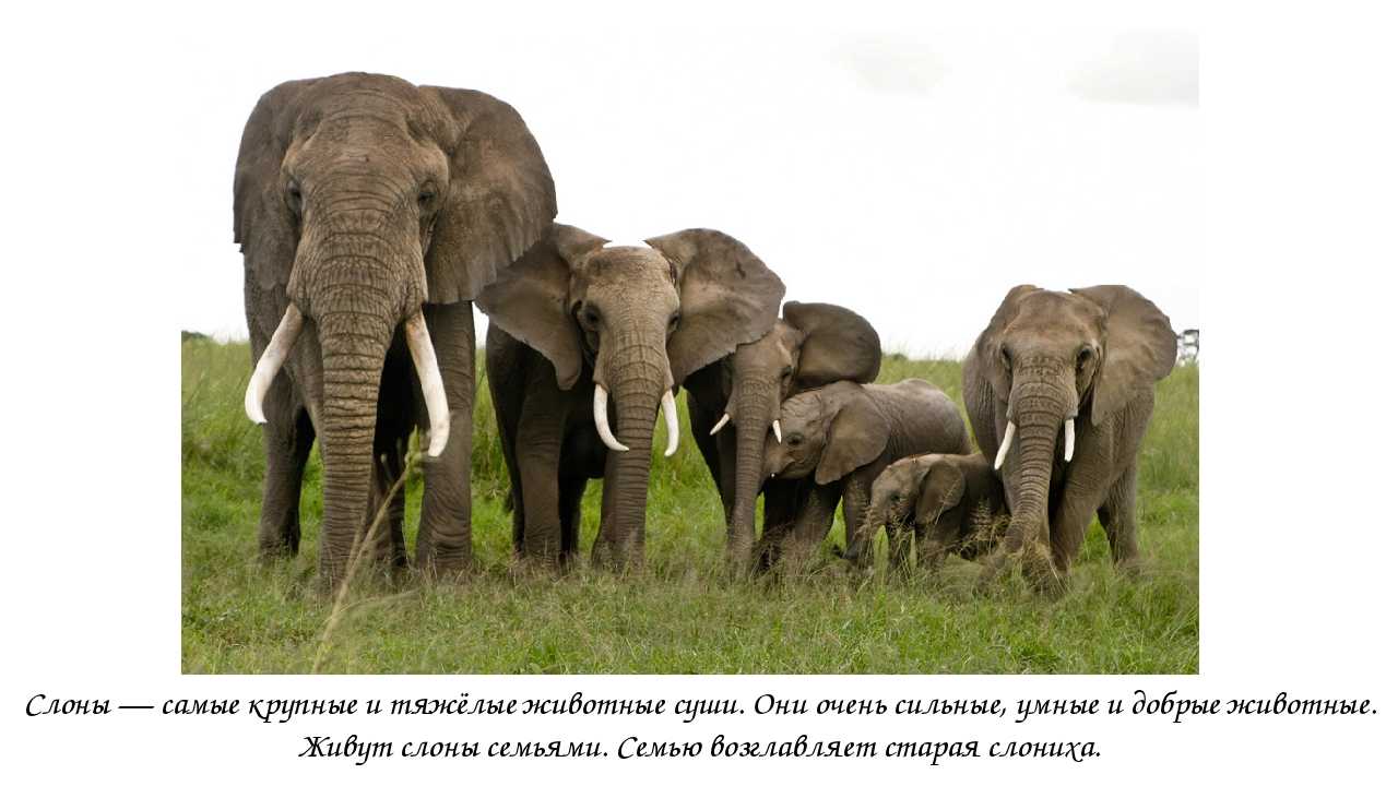 Такие разные: чем отличаются азиатские слоны от африканских