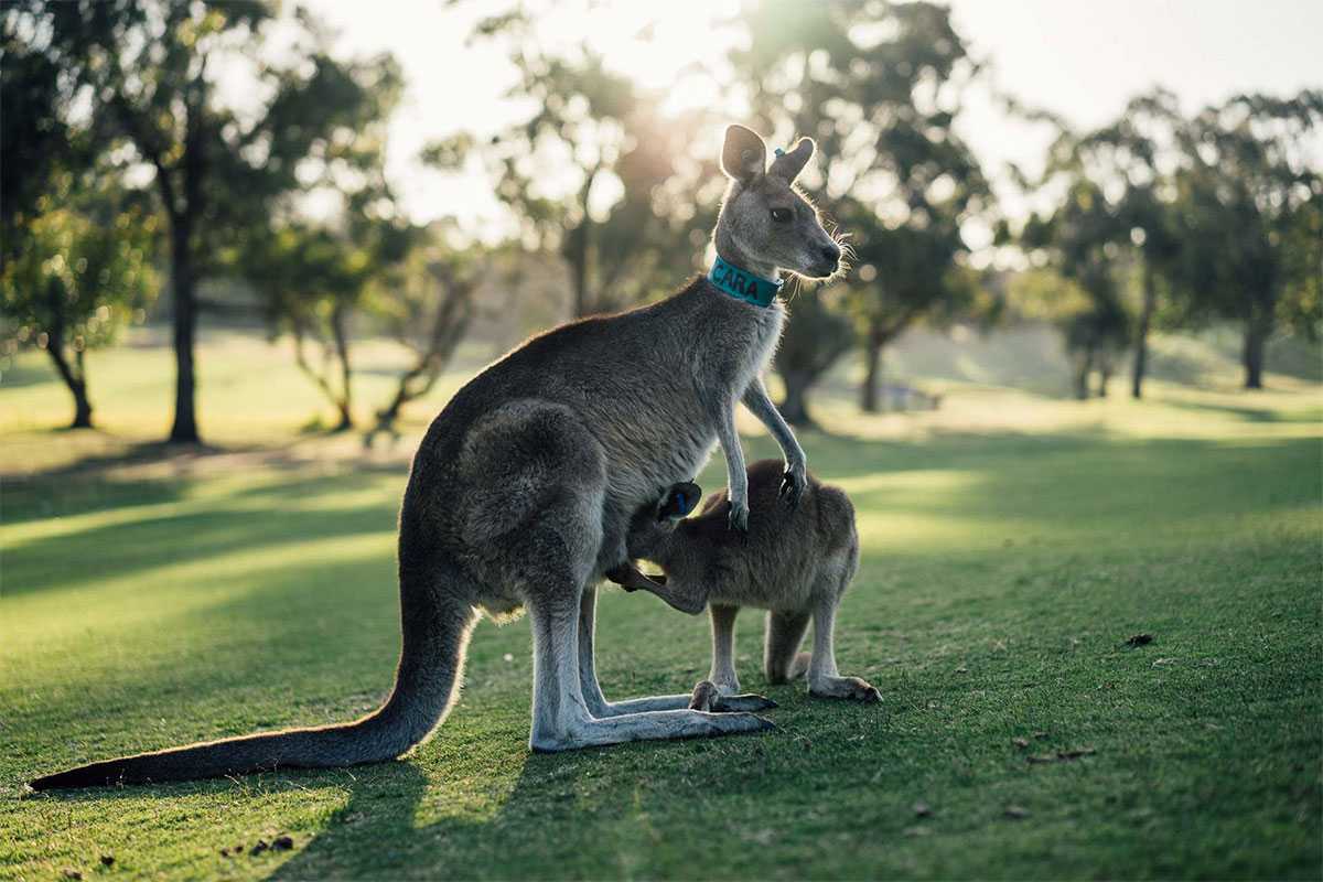 На австралийском гербе крупным планом изображено два животных Они стоят слева и справа щита, на котором изображены гербы отдельных австралийских провинций