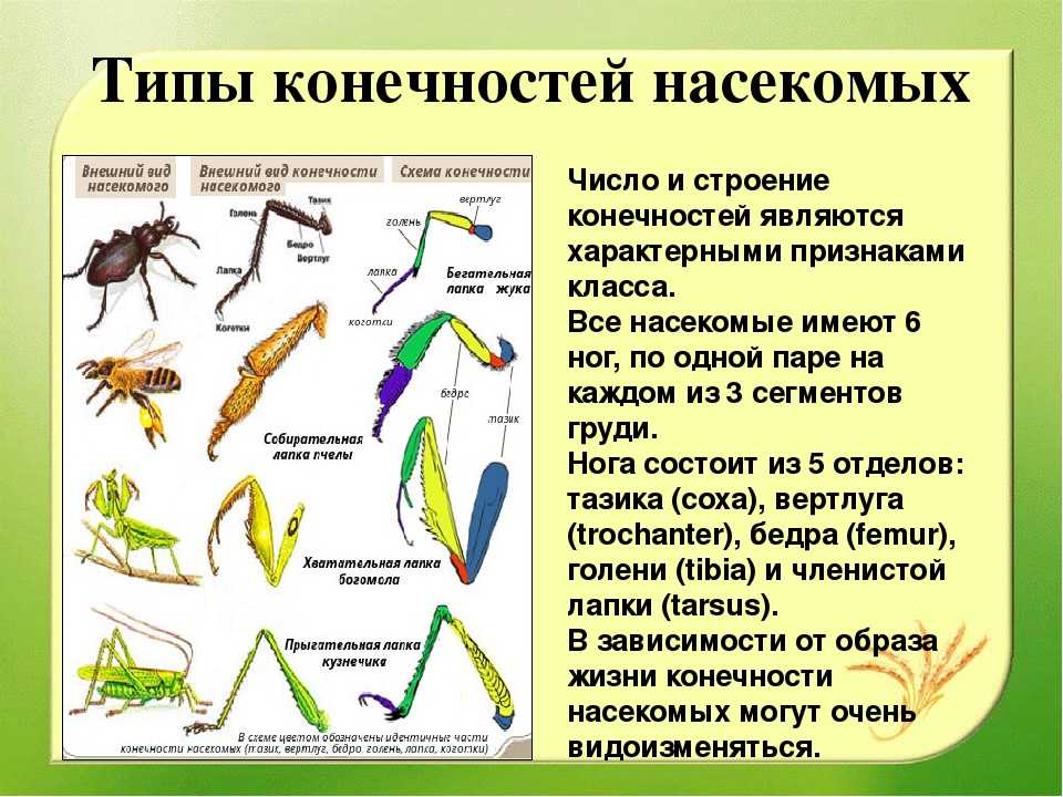 Сколько ходильных ног у насекомых?