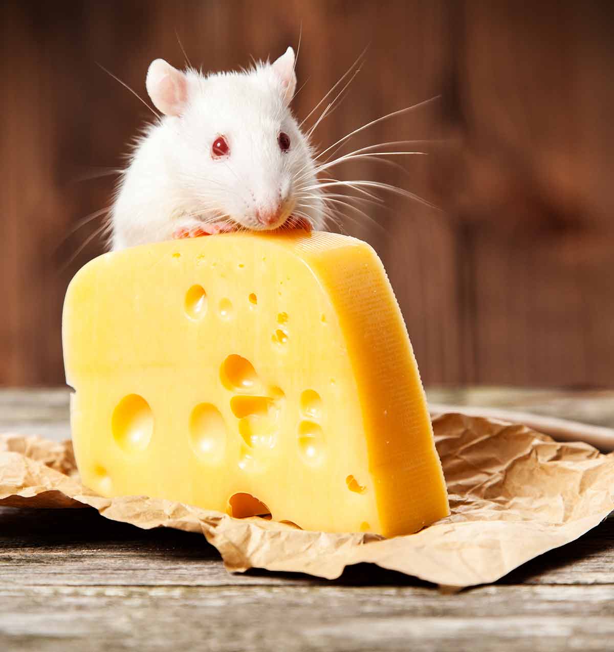 Что едят мыши в домашних условиях, состав сбалансированного рациона 2022