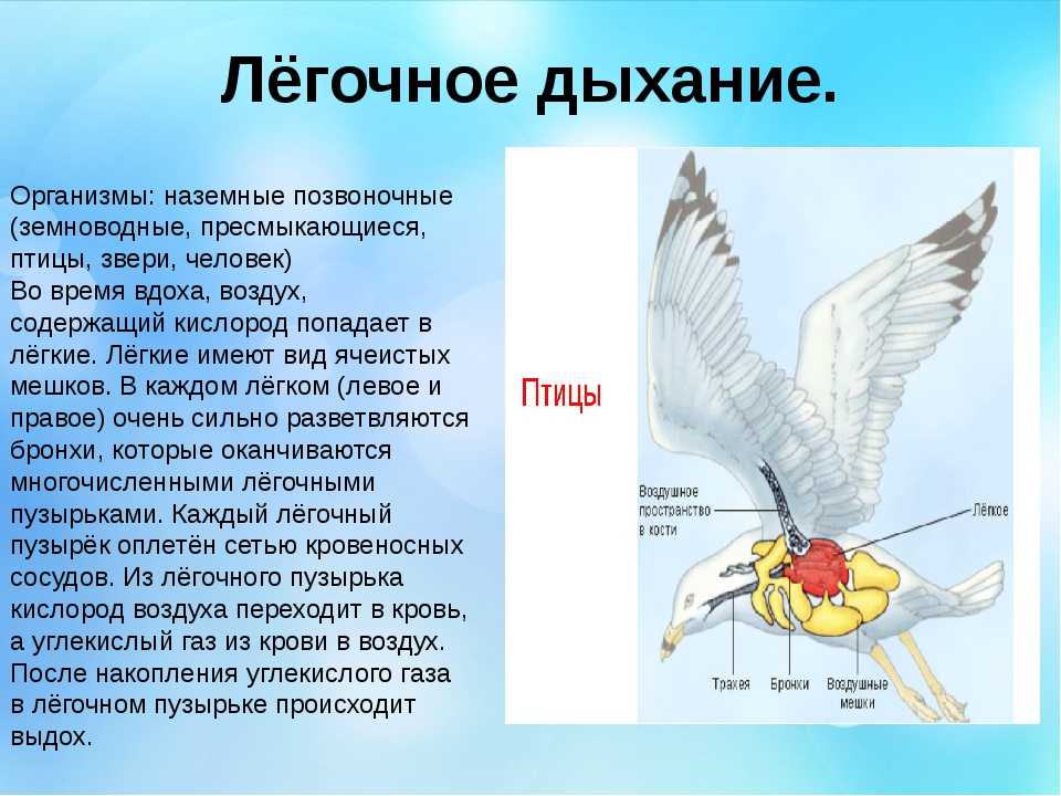 Презентация по биологии 6 класс дыхание растений и животных