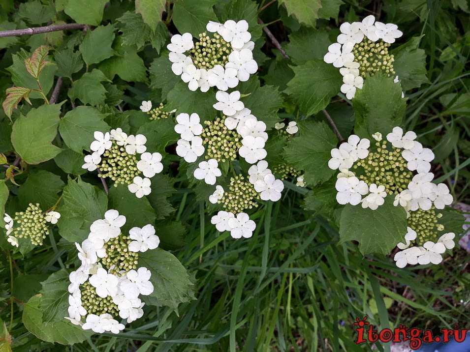 Весенние цветы сибири - фото и названия первоцветов - itonga.ru