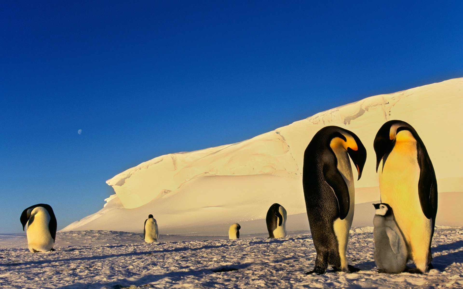 Интересные факты о пингвинах. где живут, что едят и как спят пингвины?