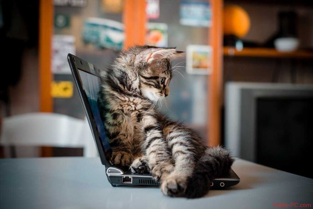 Игры и видео для кошек на экране компьютера или телефона — топ лучших