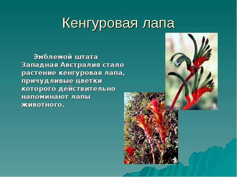 Растения австралии: флора и фауна материка, редкие и исчезнувшие виды | tvercult.ru