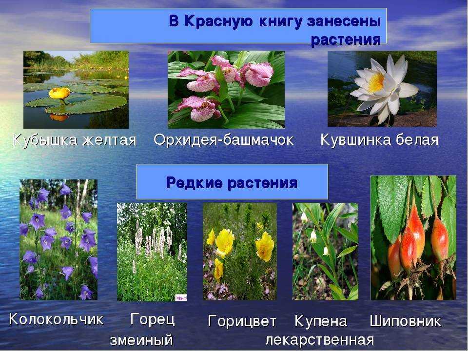 Редкие цветы из красной книги россии